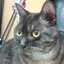 ゲーム好きな猫の集会
