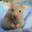 Headrammer's Hamster Home
