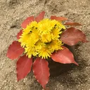 ブログで成り上がり隊