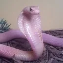 undershare