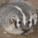 Badger Den