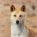 Dingo Unchained