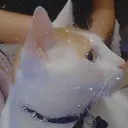 El harem de Shaka ♡