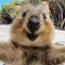 Quokka Island