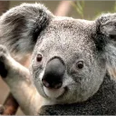 Koalas Playroom (Depricated)