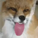 Лисичка и друзья