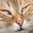 笑笑DISCORD頻道