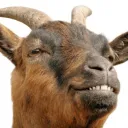 Morphs