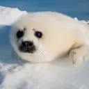 Liga de las focas