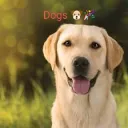 Dogs🐶🎉's icon