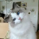 DIVISI MABAR