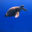Brittany's Ocean