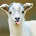 Goat Emporium