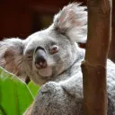 Zoo Tycoon 2 Endgame
