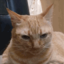 Orange Cat Good