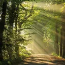 woods