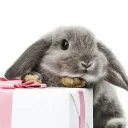 Bunny Kingdom