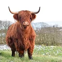 Greenest Pasture
