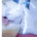 MeguScuad Discord Server Icon