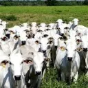 Grupo Dos Gados