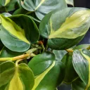 Plants and Rants