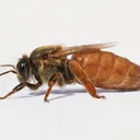 Beekeeping
