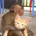 猿猫ルーム