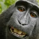 MONKY GANG
