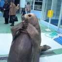 WhisperWalrus