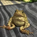 Nolan’s discord