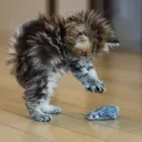SmolNation