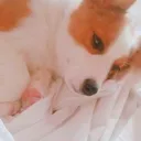 トランプタワー応接室