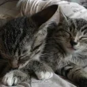 lintnersxkittys