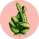 Nordiska Ents 🌱