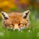 Phil's Fox Den