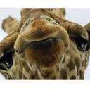 supiorgiraffegroup