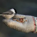 gay