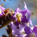 cottagewitch  Discord Server Icon