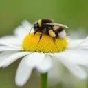 The Bre Hive