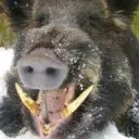 Diving Club Wild Boar