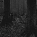The Woods [CreepyPasta RP] Discord Server Icon