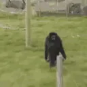 Monkey Zoo
