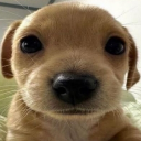 the lands between Discord server icon