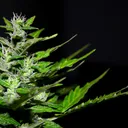 Plants_by_Fred