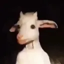 bruh bruhs