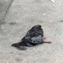 Pidgeon Hole