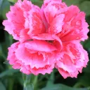 Carnation Scans