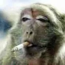 La singerie 🐒