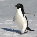 -Starrs Penguin Land-
