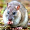 La Madriguera 🐀